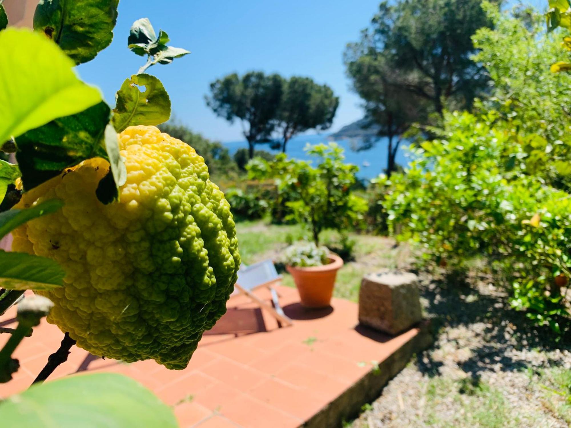 Case Dei Limoni Sul Mare Capoliveri  Exteriör bild