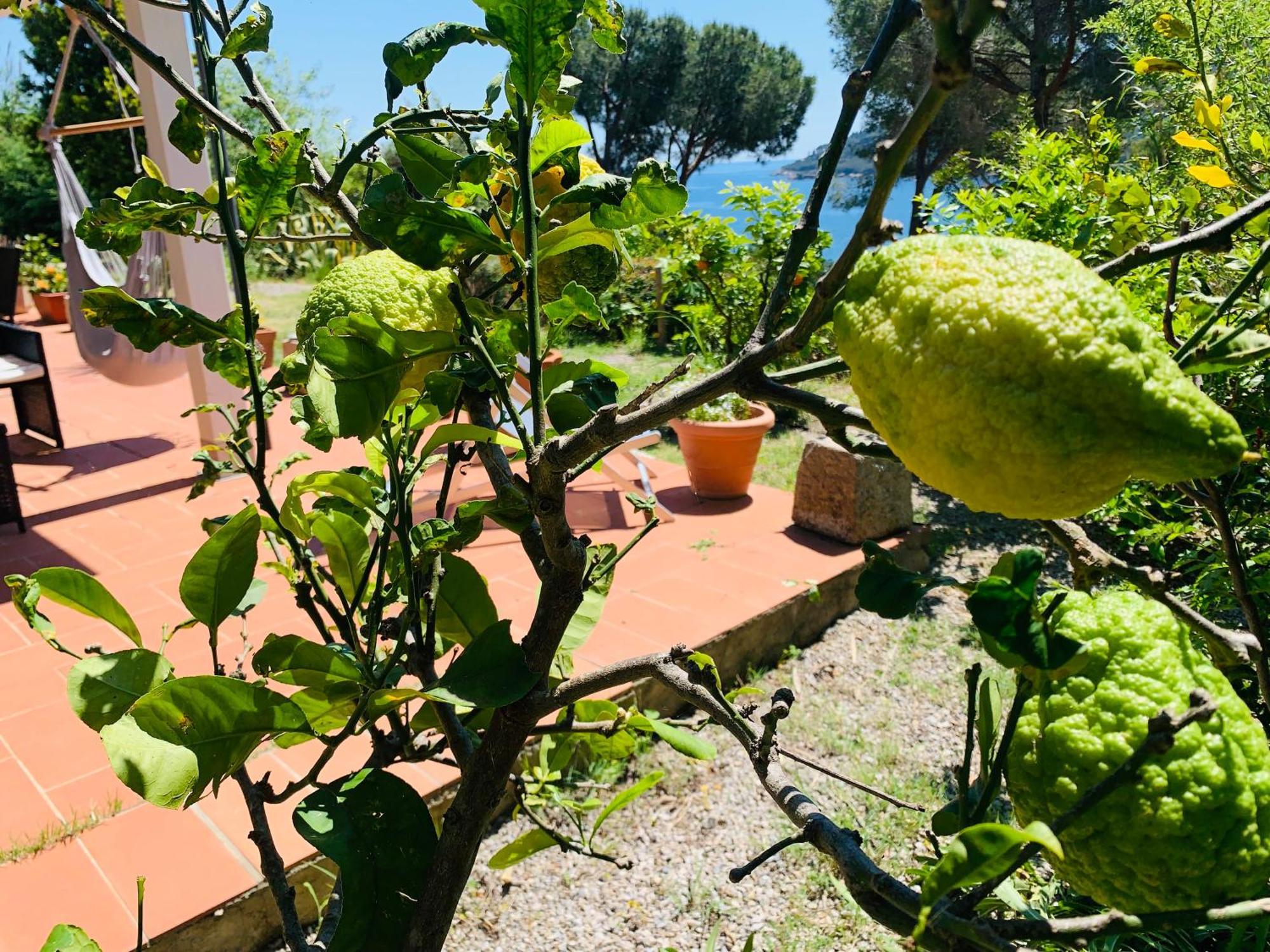 Case Dei Limoni Sul Mare Capoliveri  Exteriör bild