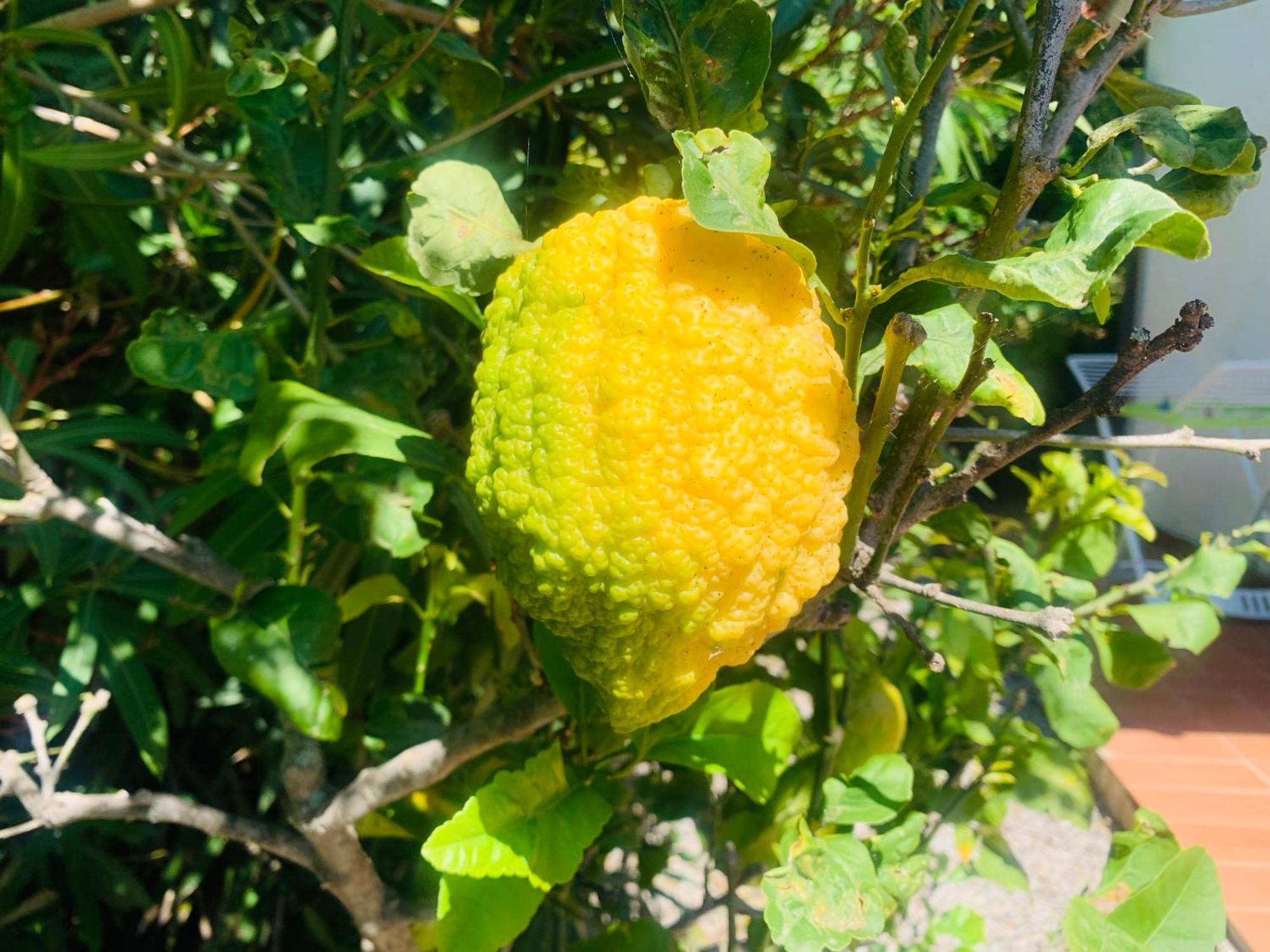 Case Dei Limoni Sul Mare Capoliveri  Exteriör bild